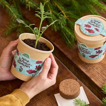 Preview: Wunderschöne Schokoblume, Anzucht-Set im Becher – Starten Sie Ihr Duftendes Hobby fur Balkon & Fensterbank – Originelles Weihnachtsgeschenk