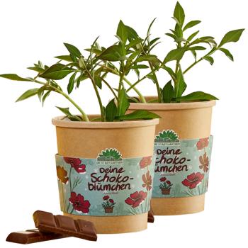 2er-Set Wunderschöne Schokoblumen Anzucht-Set im Becher – Starten Sie Ihr Duftendes Hobby fur Balkon & Fensterbank – Originelles Weihnachtsgeschenk