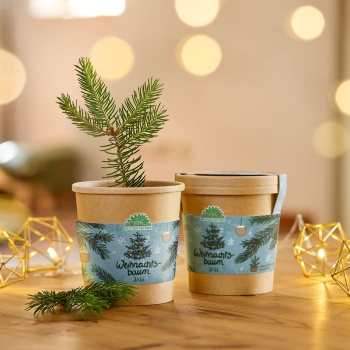 Preview: Hochwertiges Fichten-Anzuchtset für Ihren eigenen Weihnachtsbaum für 2033 – DIY Tannenbaum züchten – Originelles, tolles Geschenk für Weihnachten