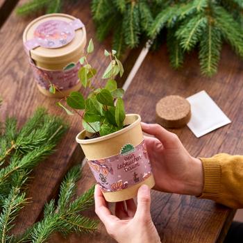 Preview: 3er-Anzucht-Set: Schokoblume, Lebkuchenbaum & Fichte – Originelles, wunderschönes Weihnachtsgeschenk – Selber ziehen & pflegen für Hobbygärtner