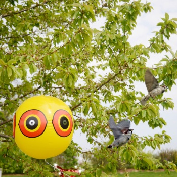 Preview: Vogelschreck Ballon 2er-Set: Effektive Vogelabwehr & Reiherabwehr für Garten, Teich, Balkon & Baum – Flexibler Schutz