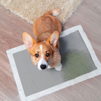 Preview: 60 Stück auslaufsichere Trainingsunterlagen für Hunde / Welpen (60x60cm): mit Aktivkohle für optimale Geruchsbindung - Hoch saugfähig & ideal für Welpen