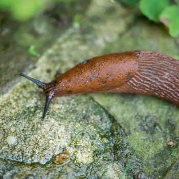 Preview: 8er-Set Bio-Schneckenfallen, umweltfreundlich, befüllbar mit Bier/Zuckerwasser, effektive Schneckenbekämpfung, nachhaltiger Schutz
