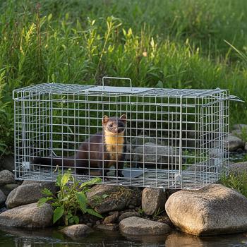 Preview: Robuste Marder Lebendfalle (66x26x23cm) aus Metall – Mit Tragegriff & Beissschutz – Sicherer Fang ohne Verletzungen für Mensch und Tier