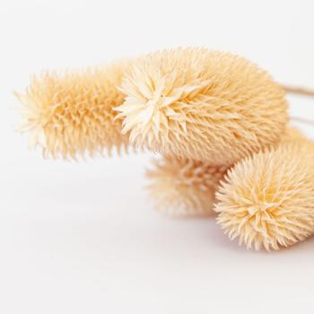 Preview: 5er-Set Trockenblumen weisse Distel - Natürliche Blumendekoration für Zuhause - 5 Zweige, ca. 70 cm lang - Ideal für Vasen, Gestecke & Bastelarbeiten