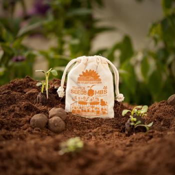 Preview: Samenbomben 8er-Set für Töpfe - Saatbomben mit 6 Blumensorten: Malve, Zinnie, Kornblume, Ringelblume, Mohnblume - 100% Naturmaterialien