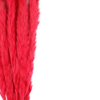 Preview: Pampasgras Getrocknet 10er-Bund fuchsia 75cm - Natur Trockenblumen Deko für Vasen & Gestecke - Federleicht Flauschig Langlebig - Kein Giessen