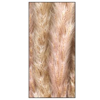 Preview: Getrocknetes Pampasgras im 6er-Bund - Natürliche Trockenblumen Deko für Vasen & Gestecke - 65-75 cm lang, federleicht, langlebig, kein Giessen nötig