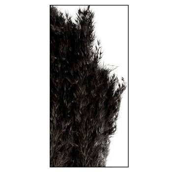 Preview: Pampasgras schwarz 10er-Bund - Edle Trockenblumen Deko für Vasen & Gestecke - 75 cm lang, federleicht & natürlich - Langlebiger Eyecatcher