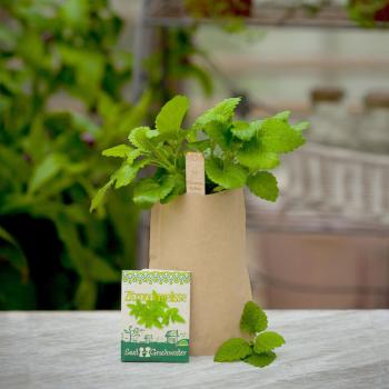 Preview: Saatgut Set Zitronenmelisse Komplett-Set - Kräutergarten Anzucht im Aussenbereich mit Gartenerde Samen Anleitung Pflanzstäbchen - bis 10 Pflanzen