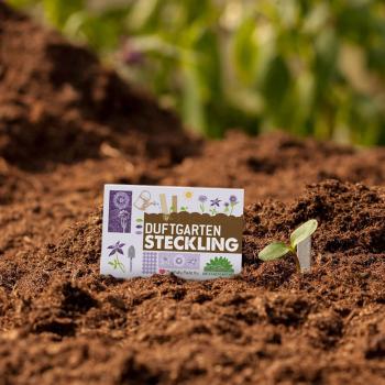 Preview: Duftgarten Steckling - Karte mit 10 Saatgut Stiften zum Einpflanzen - Einfache Anwendung für neue Geruchsexplosionen - ideal als Geschenk & Mitbringsel