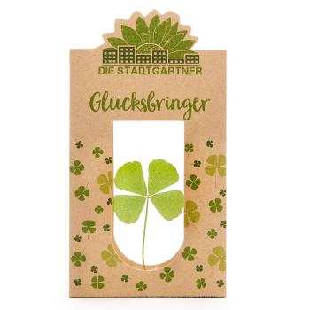 Glücksbringer vierblättriges Kleeblatt hinter Glas - 100% Natur & handgepflückt - Liebevolle Geschenkidee für jeden Anlass - Für Glückwünsche