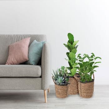 Preview: 3er-Set Rattan Körbe rund – Vielseitige Aufbewahrungskörbe & Pflanzkörbe mit Henkeln – Braun/Schwarz, Ø 25-33cm, Landhaus-Stil, 130-148 Zeichen