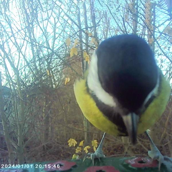 Vogel-Futterhaus mit Kamera und Solarpanel: Wildkamera zum Entdecken der Vogelwelt im Garten hautnah