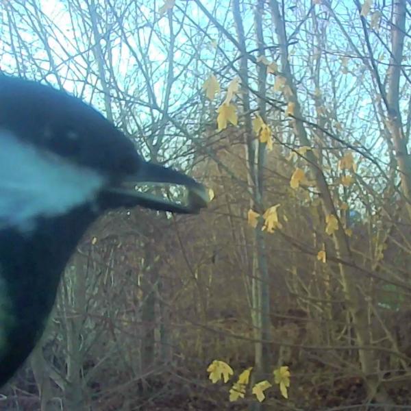 Vogel-Futterhaus mit Kamera und Solarpanel: Wildkamera zum Entdecken der Vogelwelt im Garten hautnah