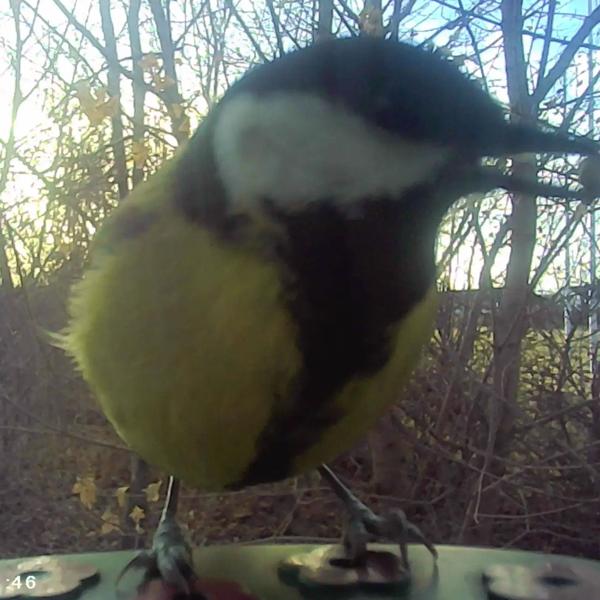 Vogel-Futterhaus mit Kamera und Solarpanel: Wildkamera zum Entdecken der Vogelwelt im Garten hautnah