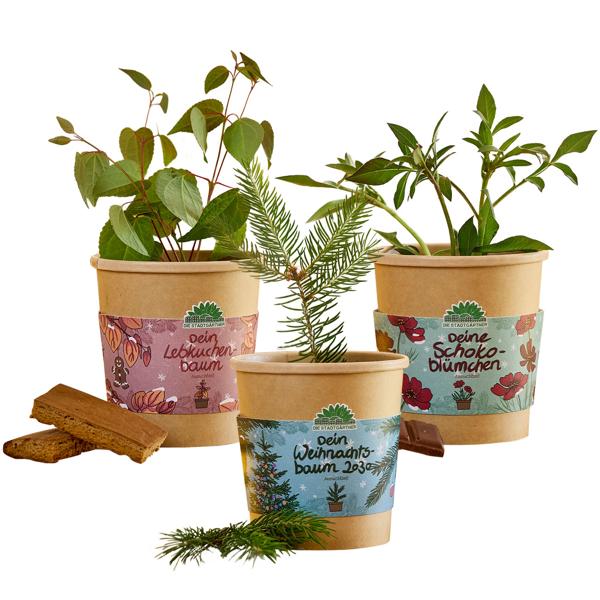 3er-Anzucht-Set: Schokoblume, Lebkuchenbaum & Fichte – Originelles, wunderschönes Weihnachtsgeschenk – Selber ziehen & pflegen für Hobbygärtner