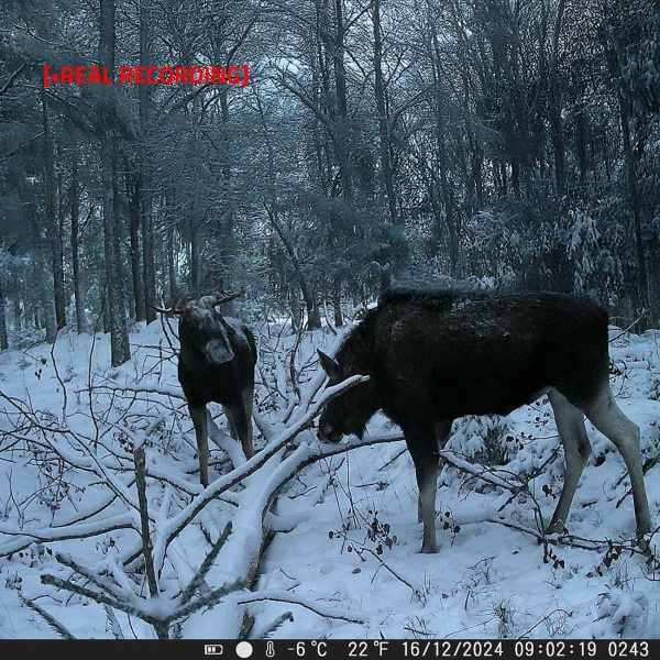 Robuste 4K Ultra HD Wildkamera mit 50MP, 0,2s Auslösezeit & IP65 Schutz - Fotofalle mit 20m PIR-Erfassung & IR-Nachtsicht für Garten & Jagd