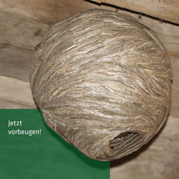 Wespennest Attrappe 2er-Set aus Papier - Natürliche Wespenabwehr ohne Chemie für Vordach, Terrasse, Carport und Pergola - Wespenschreck