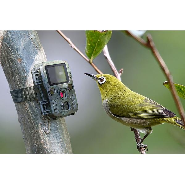Mini-Wildkamera Full HD 1080p - Jagdkamera mit PIR-Sensor, 0.6s Auslösezeit, Nachtsicht & 1.9" LCD - IP56 Outdoor-Überwachung