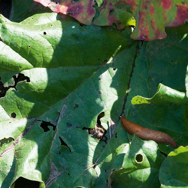 8er-Set Bio-Schneckenfallen, umweltfreundlich, befüllbar mit Bier/Zuckerwasser, effektive Schneckenbekämpfung, nachhaltiger Schutz