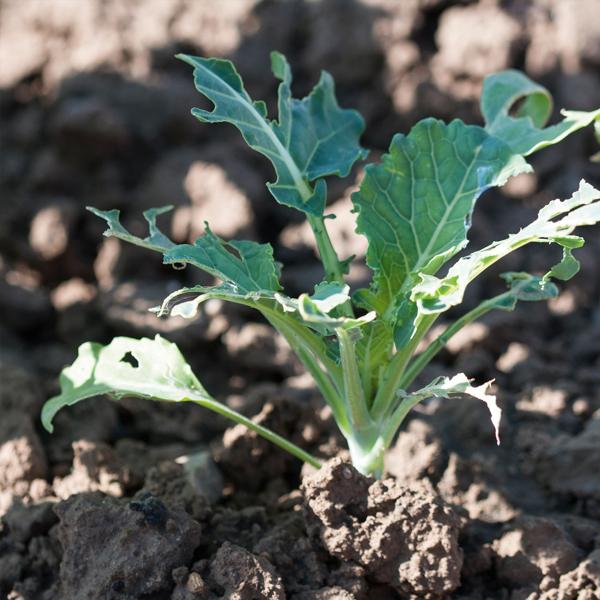 8er-Set Bio-Schneckenfallen, umweltfreundlich, befüllbar mit Bier/Zuckerwasser, effektive Schneckenbekämpfung, nachhaltiger Schutz