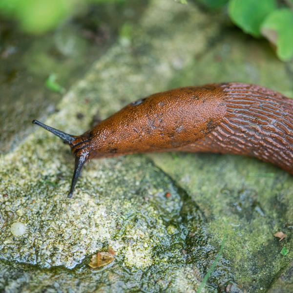 8er-Set Bio-Schneckenfallen, umweltfreundlich, befüllbar mit Bier/Zuckerwasser, effektive Schneckenbekämpfung, nachhaltiger Schutz