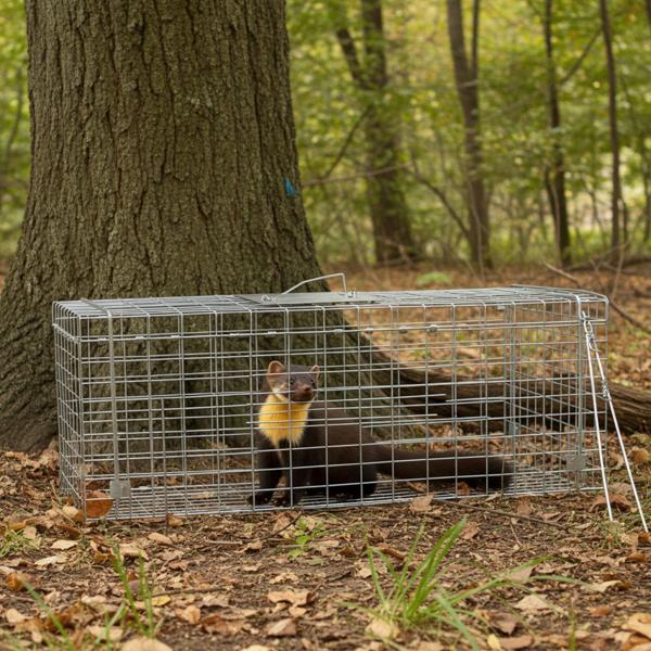 Robuste Marder Lebendfalle (66x26x23cm) aus Metall – Mit Tragegriff & Beissschutz – Sicherer Fang ohne Verletzungen für Mensch und Tier