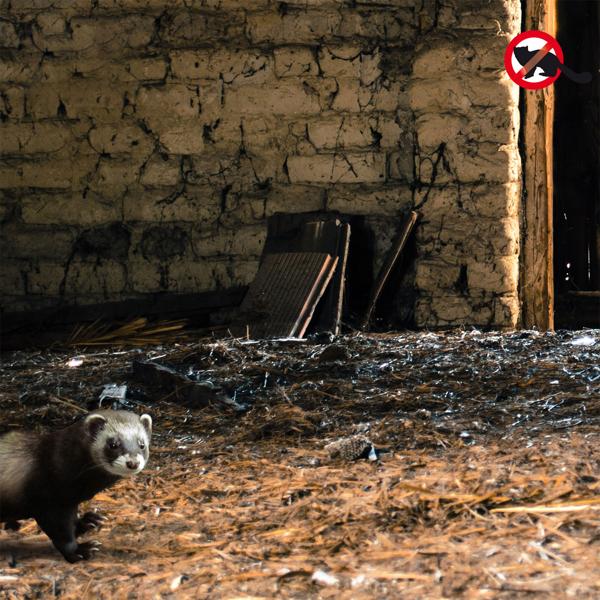 Robuste Marder Lebendfalle (66x26x23cm) aus Metall – Mit Tragegriff & Beissschutz – Sicherer Fang ohne Verletzungen für Mensch und Tier