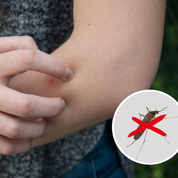 2er-Set Mini UV-Stechmückenfalle & Fliegenfalle für die Steckdose - Geruchlos & chemiefrei für zuverlässigen Insektenschutz zu Hause