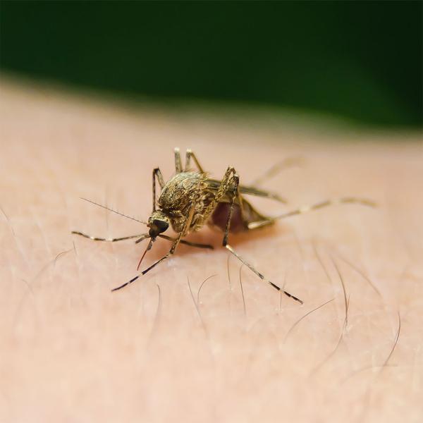 Profi UV-Insektenvernichter, 45W, 2 UV-Röhren: Bis 150m², chemiefrei, Stellen/Hängen, für insektenfreie Bereiche, leistungsstark und sicher