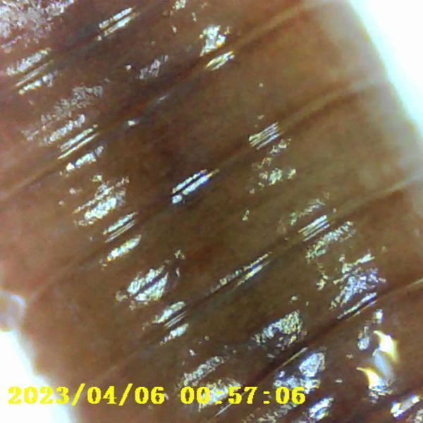 Digitales Mikroskop, 2 Zoll-LCD-Bildschirm, 1000x, PC-Anschluss - Sehen Sie die Welt in einem neuen Licht und erkunden sie im Detail