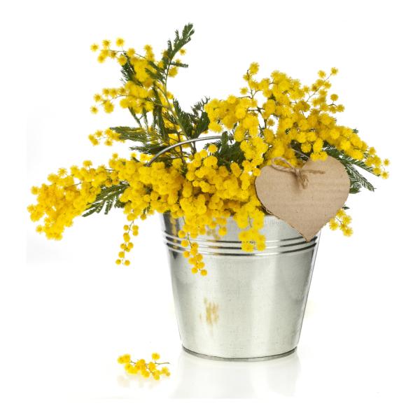 Zinkeimer mit Deckel und Henkel - 12 L Fassungsvermögen - Aus verzinktem Metall - Zum Transport, Bepflanzen & zur Aufbewahrung von Kartoffeln/Zwiebeln