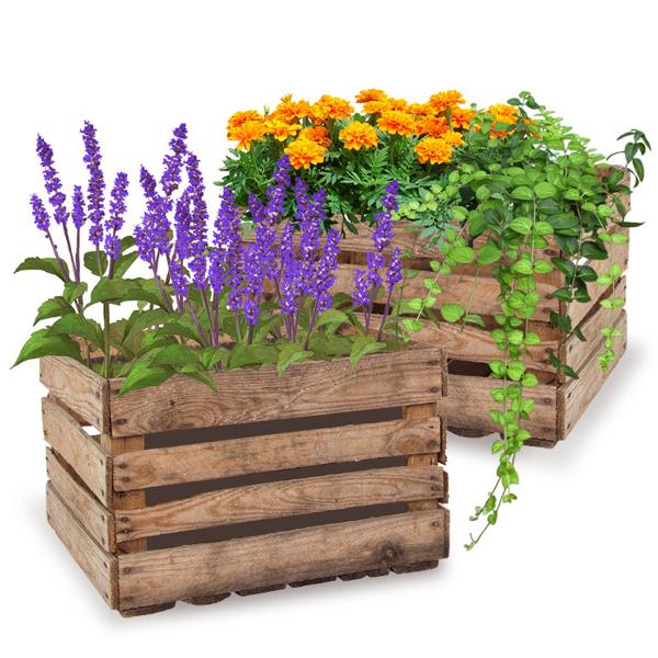 4er-Set Deko Holzkiste Vintage-Design - Gebrauchte Harasse aus massivem Echtholz mit Patina für Garten & Zuhause - 50,5x31,5x41cm - 3,5kg