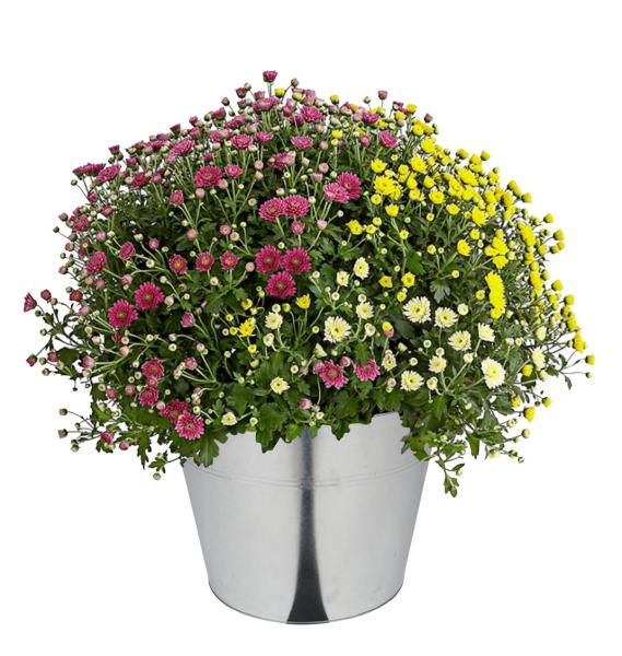 XXL Zinkeimer mit 2 Griffen - 40 Liter Pflanzkübel für Garten & Balkon - Transport, Deko, Lager - Metall verzinkt - 45,5x35cm robust & vielseitig