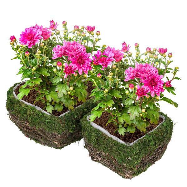 2er-Set Dekoschalen Natur Herz - Pflanztöpfe mit Innenfolie aus Ästen & Gras - Für Deko & Aufbewahrung - Ganzjährig - 24x20cm