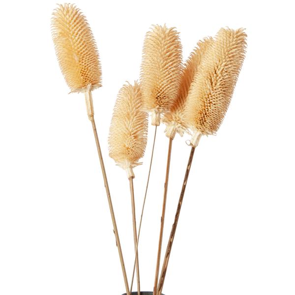 5er-Set Trockenblumen weisse Distel - Natürliche Blumendekoration für Zuhause - 5 Zweige, ca. 70 cm lang - Ideal für Vasen, Gestecke & Bastelarbeiten