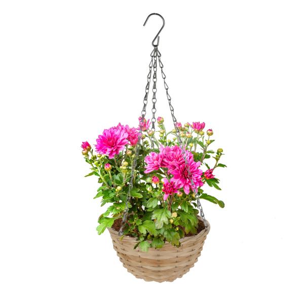 Hängeblumentopf Weidengeflecht braun - Blumenampel mit Kette & Haken für Zimmer & Terrasse - Ø 30x16,5cm - Natur-Optik - Auch als Aufbewahrungskorb