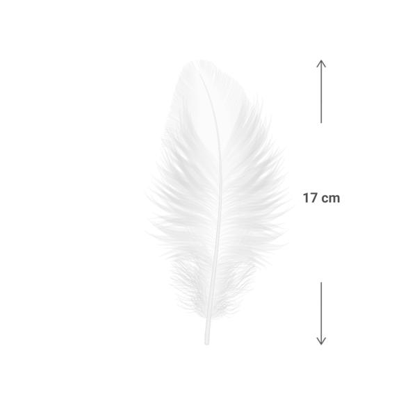 35 weisse Bastelfedern – Bastelzubehör weiche Federn – Länge 17cm – Für DIY-Projekte, Deko, Masken, Traumfänger, Wandschmuck & Osternester
