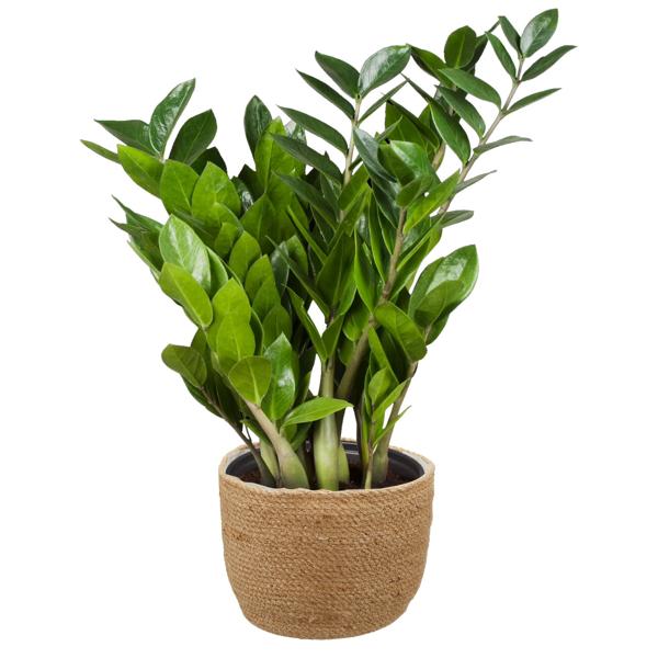 Hanf Korb-Set - 2 runde Pflanzkörbe mit Innenfolie, braun, stapelbar für Innen- & Aussenbereich - 20x13cm & 23x17cm – vielseitige Aufbewahrung & Deko