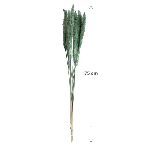 Pampasgras 10er-Bund Grün 75cm - Elegantes Deko-Element - Trockenblumen für Vasen & Gestecke - Federleicht - Lange Haltbarkeit - Kein Giessen