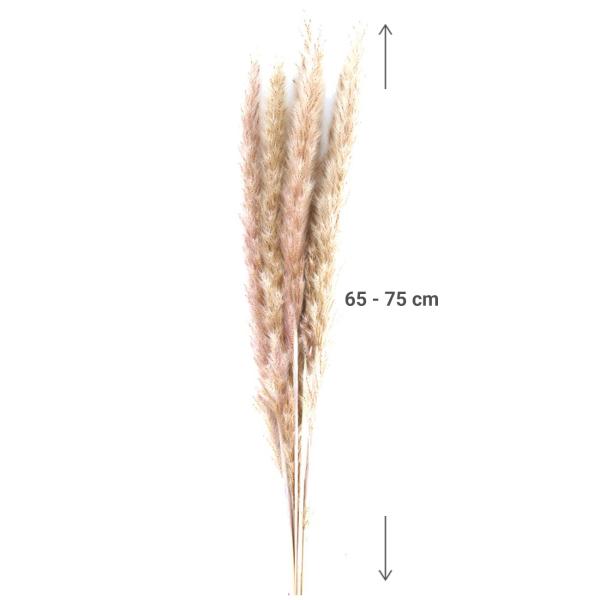 Getrocknetes Pampasgras im 6er-Bund - Natürliche Trockenblumen Deko für Vasen & Gestecke - 65-75 cm lang, federleicht, langlebig, kein Giessen nötig