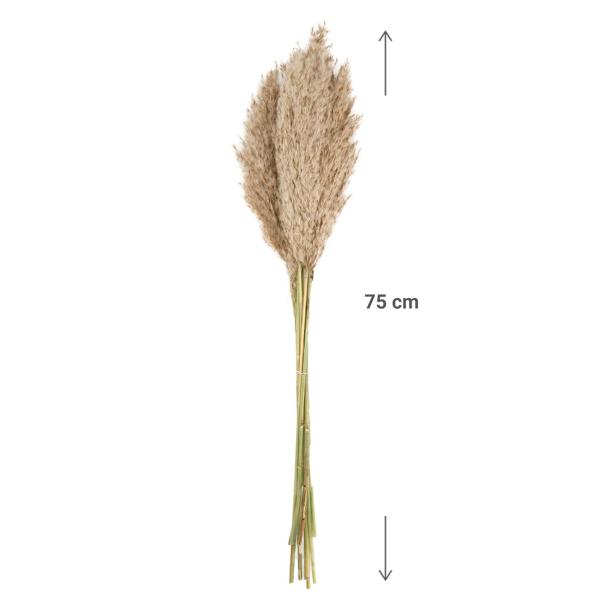 Pampasgras 10er-Bund - Trockenblumen Deko in Vasen/Gestecken - Natur - 75 cm Länge - Federleicht - Langlebig - Für Esszimmer, Wohnzimmer, Arbeitszimmer