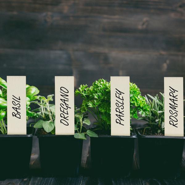 Pflanzenstecker Holz 60er-Set - Steckschilder zum Beschriften für Kräuter Blumen Gemüse Garten - Individuell gestaltbar - 10,5x2x0,2cm braun