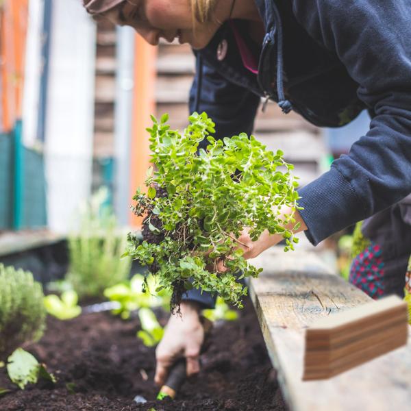 Pflanzenstecker Holz 60er-Set - Steckschilder zum Beschriften für Kräuter Blumen Gemüse Garten - Individuell gestaltbar - 10,5x2x0,2cm braun