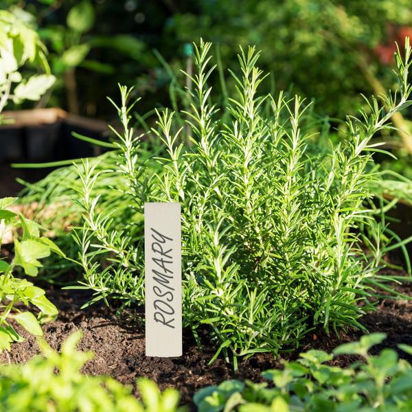 Pflanzenstecker Holz 60er-Set - Steckschilder zum Beschriften für Kräuter Blumen Gemüse Garten - Individuell gestaltbar - 10,5x2x0,2cm braun