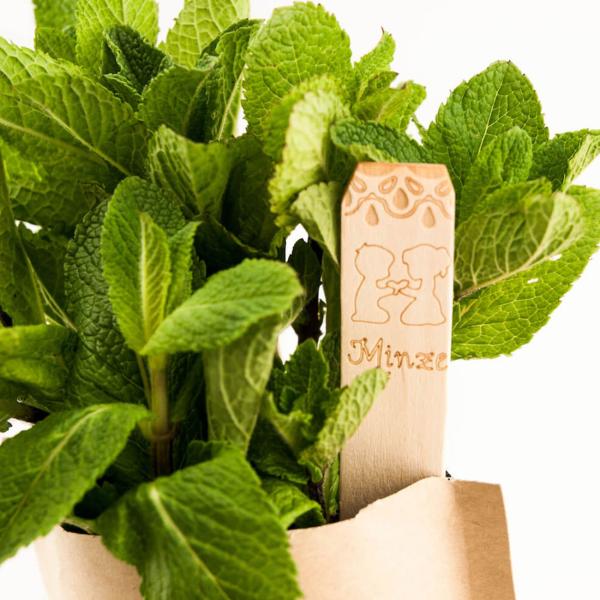 Saatgut Set Minze - Anzucht Komplett-Set mit Gartenerde, Samen, Anleitung & Pflanzstäbchen - wasserfeste Verpackung als Pflanztopf nutzbar - 80 Pflanzen