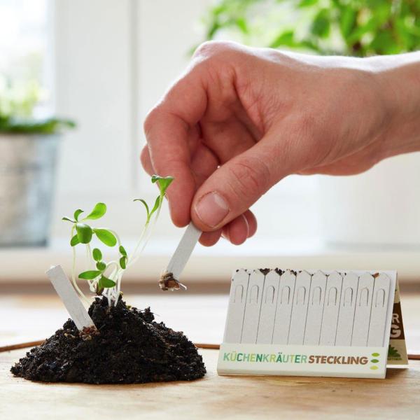 Mini Gewächshaus mit 10 Anzuchttöpfen und Samen Stiften - eine perfekte Anzuchthilfe für Pflanzenzucht & frische Kräuter