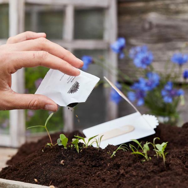 Saatgrüsse Hallo Sonnenschein - Sonnenblumenmischung für Balkon & Garten - Saatgut-Gruss für sommerliches Blütenmeer - Kleines Geschenk & Mitbringsel