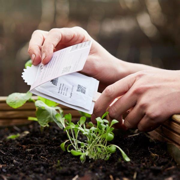 Saatgrüsse Hallo Sonnenschein - Sonnenblumenmischung für Balkon & Garten - Saatgut-Gruss für sommerliches Blütenmeer - Kleines Geschenk & Mitbringsel